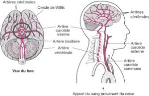 schema-arteres-cerveau-avc